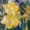 Iris. 2010 | 40 x 60 cm | Acryl auf Baumwolle